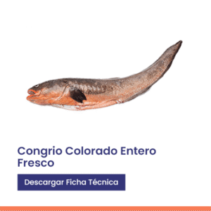 congrio Colorado entero fresco eviscerado
