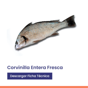 Corvinilla entera fresca
