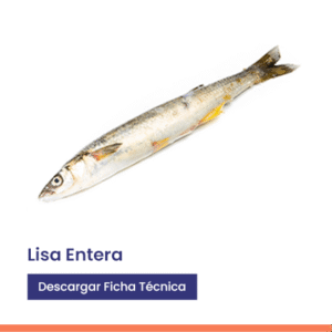 Lisa entera fresca eviscerada