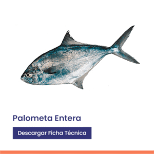 Palometa entera fresca eviscerada