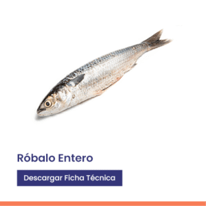 Róbalo entero fresco eviscerado